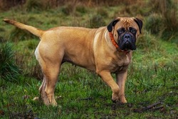 SIDE PHOTO OF A BULLMASTIFF WITH NIVE EYES, COLLAR, AND A BLURRY GREEN BACKGROUND