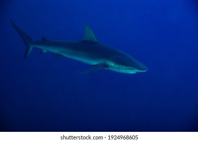 Side Photo Of Galapagos Or Requiem Shark,swim In The School Of Small Fishes Deep Underwater