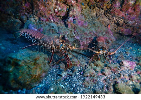 Side photo of two lobsters on the Pacific ocean floor fighting with each other