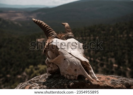 Side photograph of a dead mountain goat head on a rock in a pine forest.