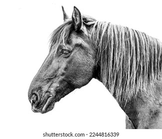 A side photograph of a horse head and neck in black  white with great detail and sharpness.  The equine portrait is isolated on white.