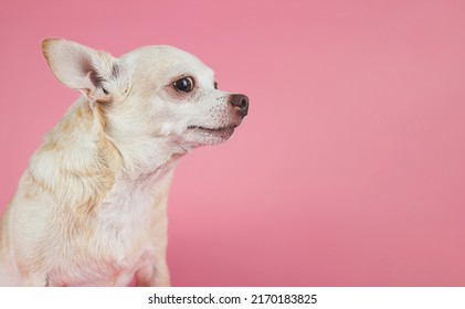 Side portrait of Brown short hair Chihuahua dog on pink background with copy space.