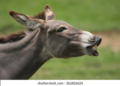 Side portrait of a funny smiling gray donkey in the sun with green grass as background