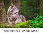 Side portrait of a gray wolf photographed in the forest