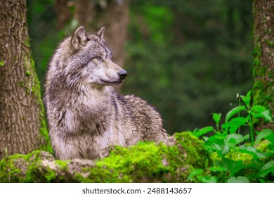 Side portrait of a gray wolf photographed in the forest - Powered by Shutterstock