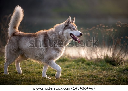 Side portrait of a magnificent husky. The husky has a brownish gray-white coat, bright blue eyes and raises his tail. The tongue hangs from his mouth and he looks very satisfied