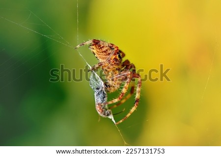 side portrait of a small spider eating fly trapped in spider net , blurry yellow green background