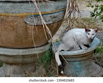 Cat​ side pot