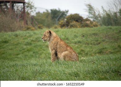 Side profile of an African Lion cub (Panthera leo) - Powered by Shutterstock