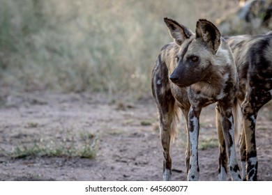 Side Profile Of An African Wild Dog In The Kruger National Park, South Africa.