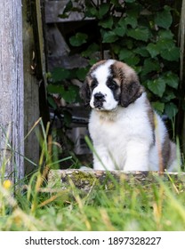 Side Profile Of Baby Saint Bernard Puppy