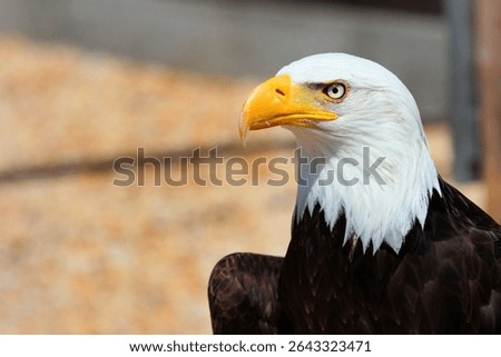 Side profile of a bald eagle with sharp beak and intense gaze in bright outdoor setting
