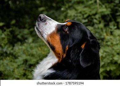 A Side Profile Of A Bernese Mountain Dog