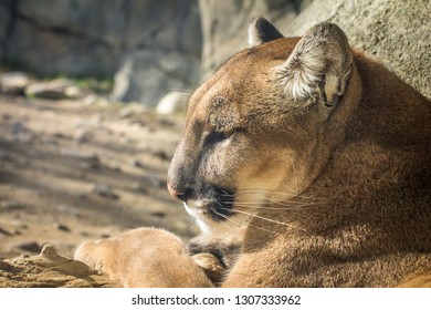 Side Profile Of A California Mountain Lion Relaxing In The Afternoon Sunshine.