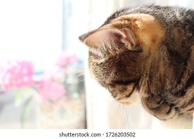Side profile of a cat looking down on the windowsill.