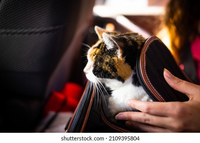 Side Profile Closeup Of Hand Petting Calico Senior Cat In Portable Travel Carrier Cage In Car For Adoption Or Health Veterinarian Visit For Emergency