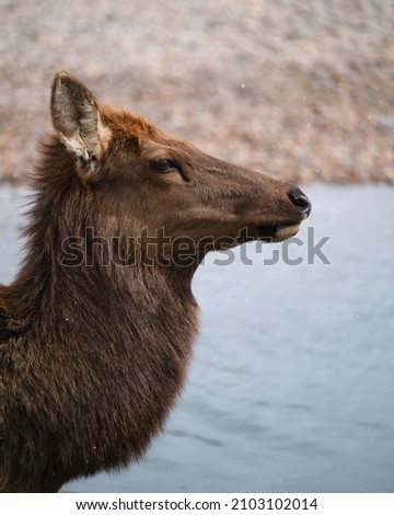 Side profile of an elk