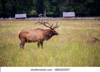 Side Profile Of Elk In Newfound Gap