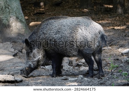 Side profile of a Eurasian wild boar (Sus scrofa) standing in Tegeler Forst, a forest in Berlin, Germany