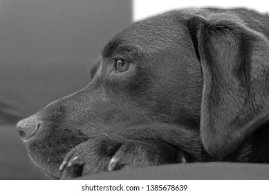 Side Profile Of The Face Of A Chocolate Labrador In Black And White