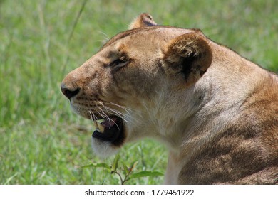 Side Profile Of Female Lion Roaring
