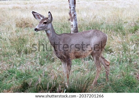 Side profile of a female mule deer