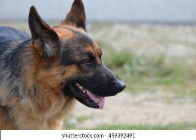 Side Profile Of A German Shepherd Dog With His Ears Perked Up.