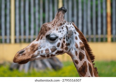 Side profile of a giraffe with patterned coat and ossicones, outdoors near a fence and grass.