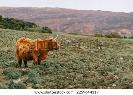 Side profile of a Highland Cow, taken on the Isle of Skye in Scotland. Also known as an Highland Coo. 