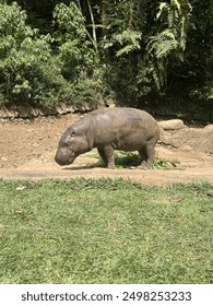 A side profile of a hippo reveals its massive size and thick skin as it stands by the water's edge.