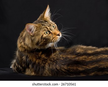 Side Profile Image Adult Brown Tabby Stock Photo 26710561 | Shutterstock