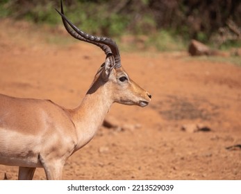 Side Profile Of Impala Ram Looking To The Right. Head And Horns