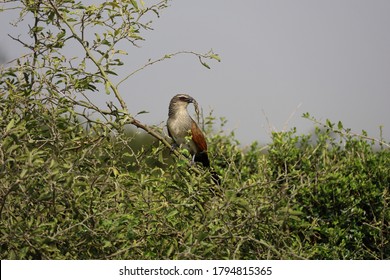 Side profile of large bird of prey holding frog in beak perched on branch in Masai Mara National Reserve, Kenya, Africa - Shutterstock ID 1794815365