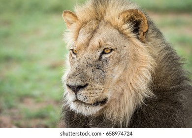 Side Profile Lion Kalagadi Transfrontier Park Stock Photo 658974775 ...