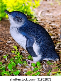 Little Blue Penguins Hd Stock Images Shutterstock