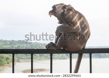 Side profile of a long-tailed macaque (Macaca fascicularis) yawning wide with sharp canine teeth exposed while sitting on a metal fence above a scenic lake and green hills background.