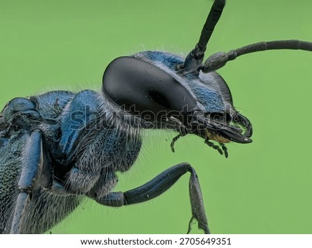 Side profile macro of a large, black iridescent wasp (possibly a spider wasp), highlighting its huge head, antennae, and textured body against a smooth green background