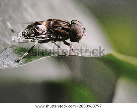 Side profile macro shot of a hoverfly with striped thorax resting on a leaf