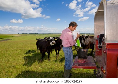 A Side Profile Medium Shot Of A Farmer Preparing Feed For Cattle On A Truck Bed In A Sunny Rural Field.