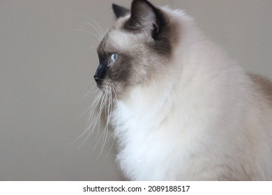 A Side Profile Portrait Of A Male Ragdoll Seal Point Cat