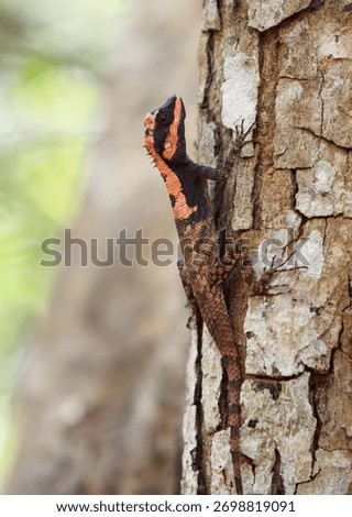 Side profile of a rare tree lizard, which has changed it's coulour to Orange, while climbing a tree