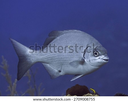 Side profile of a silver Bermuda Chub fish underwater