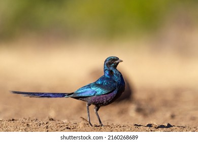 Side profile of a Meve’s starling bird standing on the ground