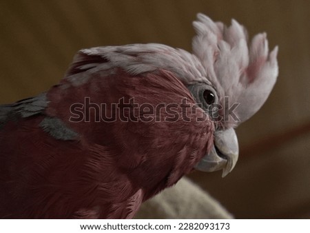 Side profile view of cute rose breasted pink cockatoo parrot