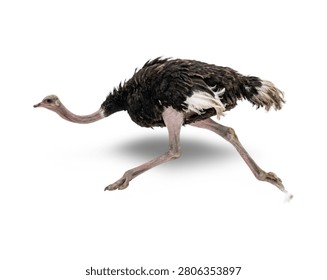 A side profile view of a large common ostrich running fast with its head extended forward, isolated on a clean white background