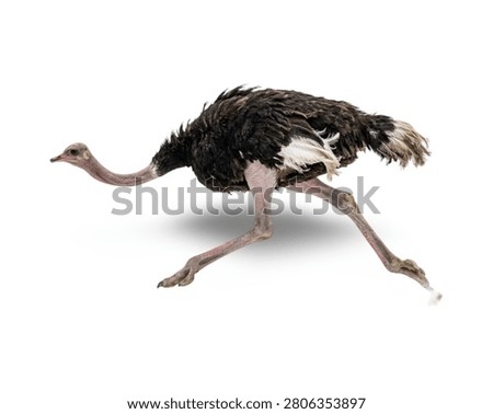 A side profile view of a large common ostrich running fast with its head extended forward, isolated on a clean white background