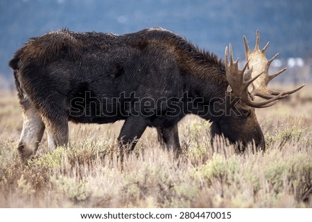 Side profile view of a large wild bull moose (Alces alces) with massive antlers grazing in an open autumn valley