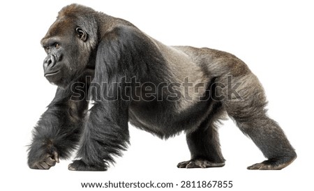 Side profile view of a powerful silverback gorilla walking, isolated on white transparent background.