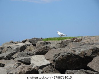 A side profile view of a single white seagull with a bright red beak and orange legs, standing peacefully on a lush green grassy patch situated atop a rugged wall of large, dark grey rocks against a clear blue sky.