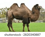 Side profile view of a two-humped Bactrian Camel (Camelus) standing outdoors on green grass. High quality full body shot of a domestic mammal.